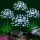 Solar Ground Fireworks Lighting 150LED Cold White Waterproof Christmas Decoration Solar Sparkler Light